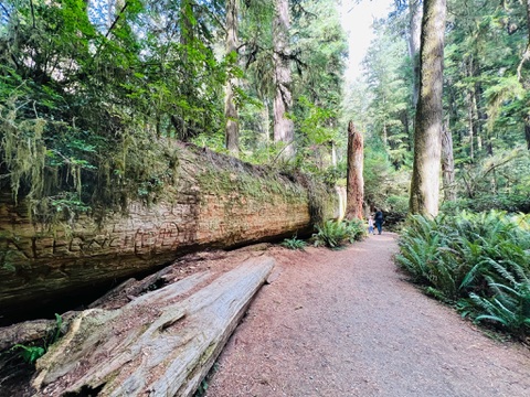 Downed redwood on Simpson-Reed Trail