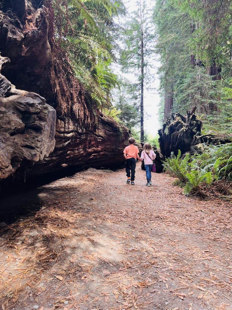 Is Redwood National Park Worth Visiting? Two children walking next to a downed Redwood