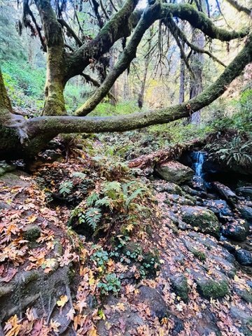 Waterfall with moss covered trees on Trillium Falls Trail