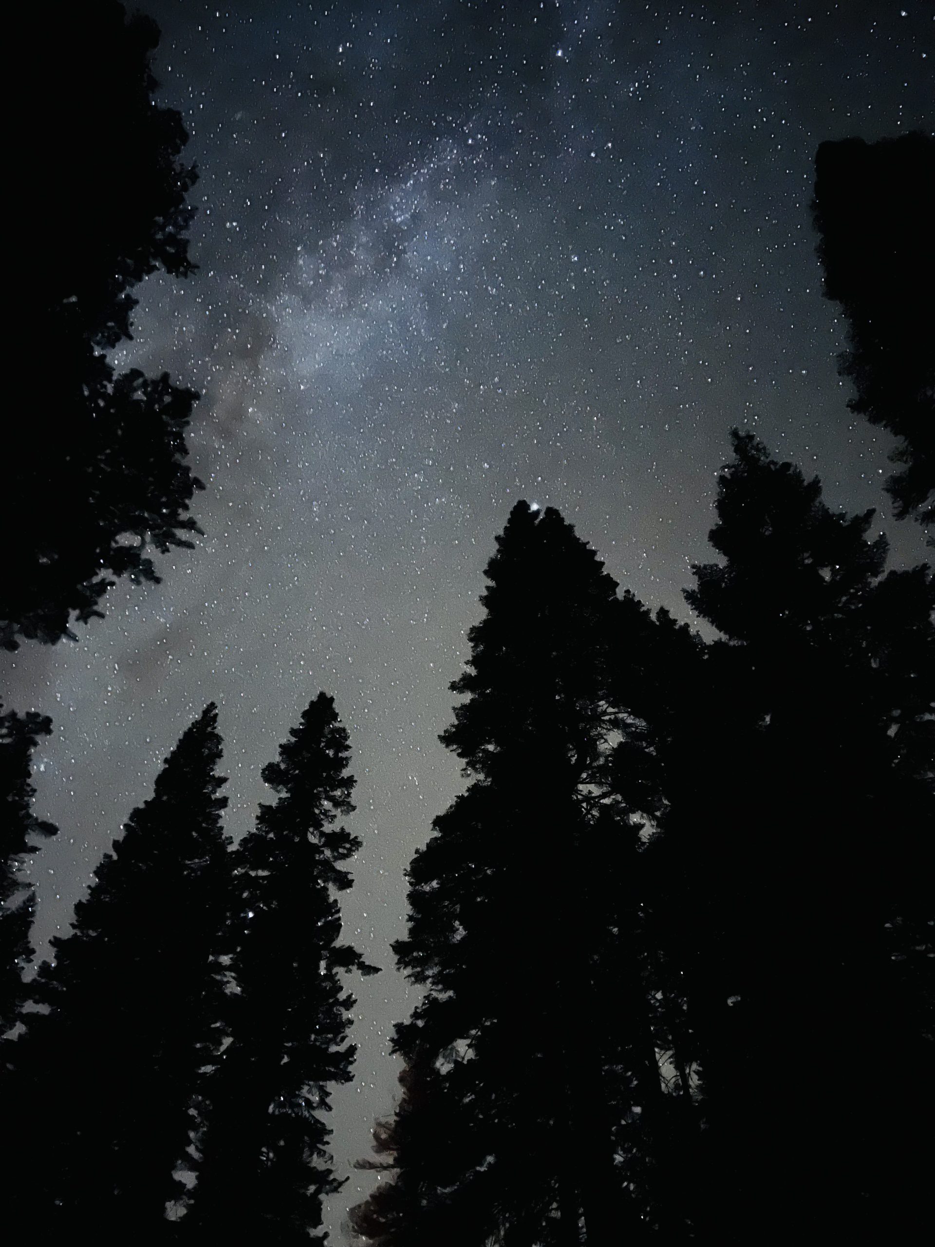 Starry night sky surrounded by evergreen trees in Lassen Volcanic at Manzanita Campground