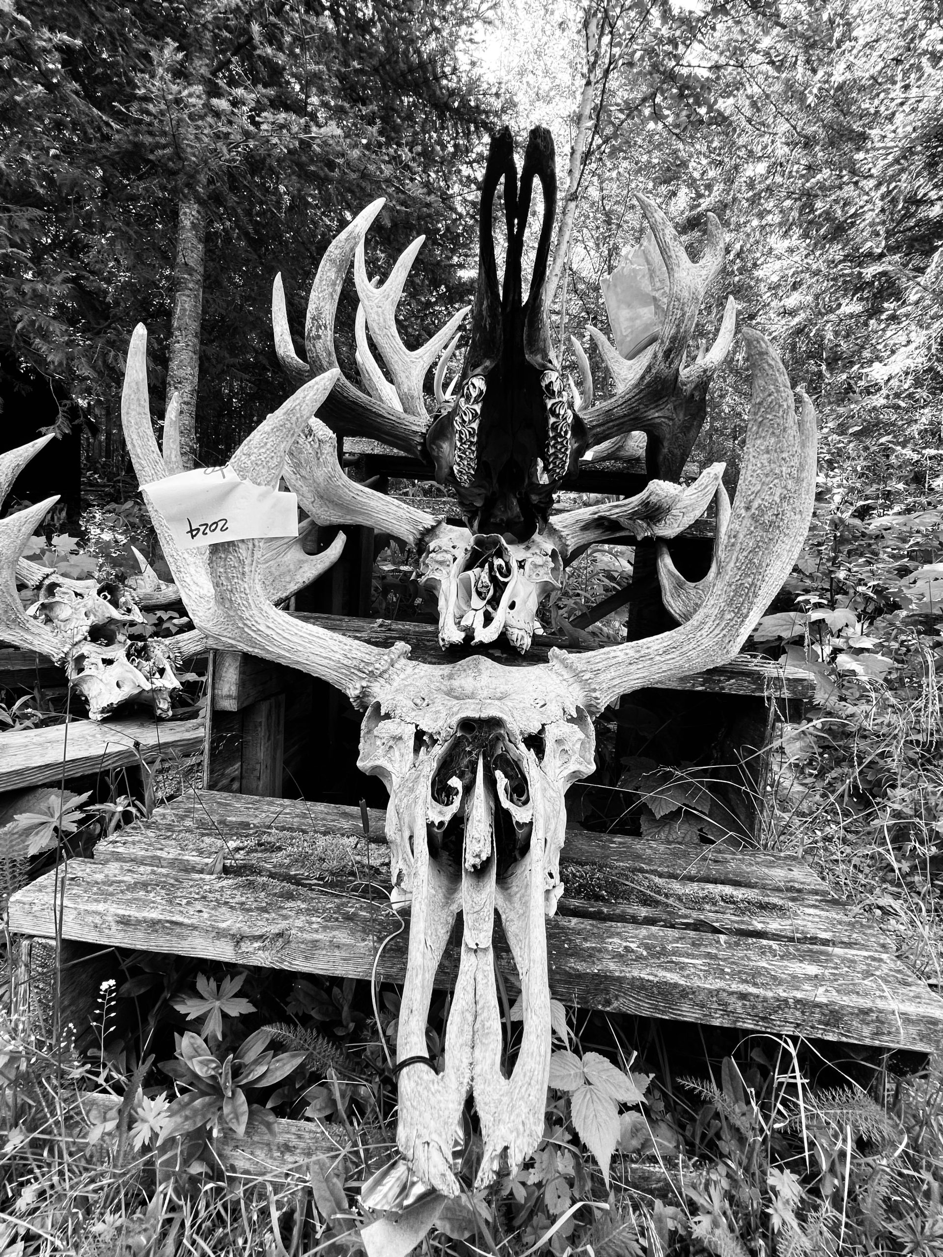 moose skulls at the research station