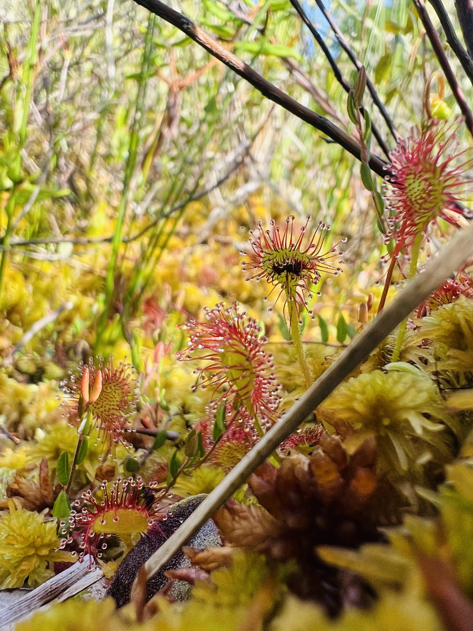Sundew on Raspberry Island