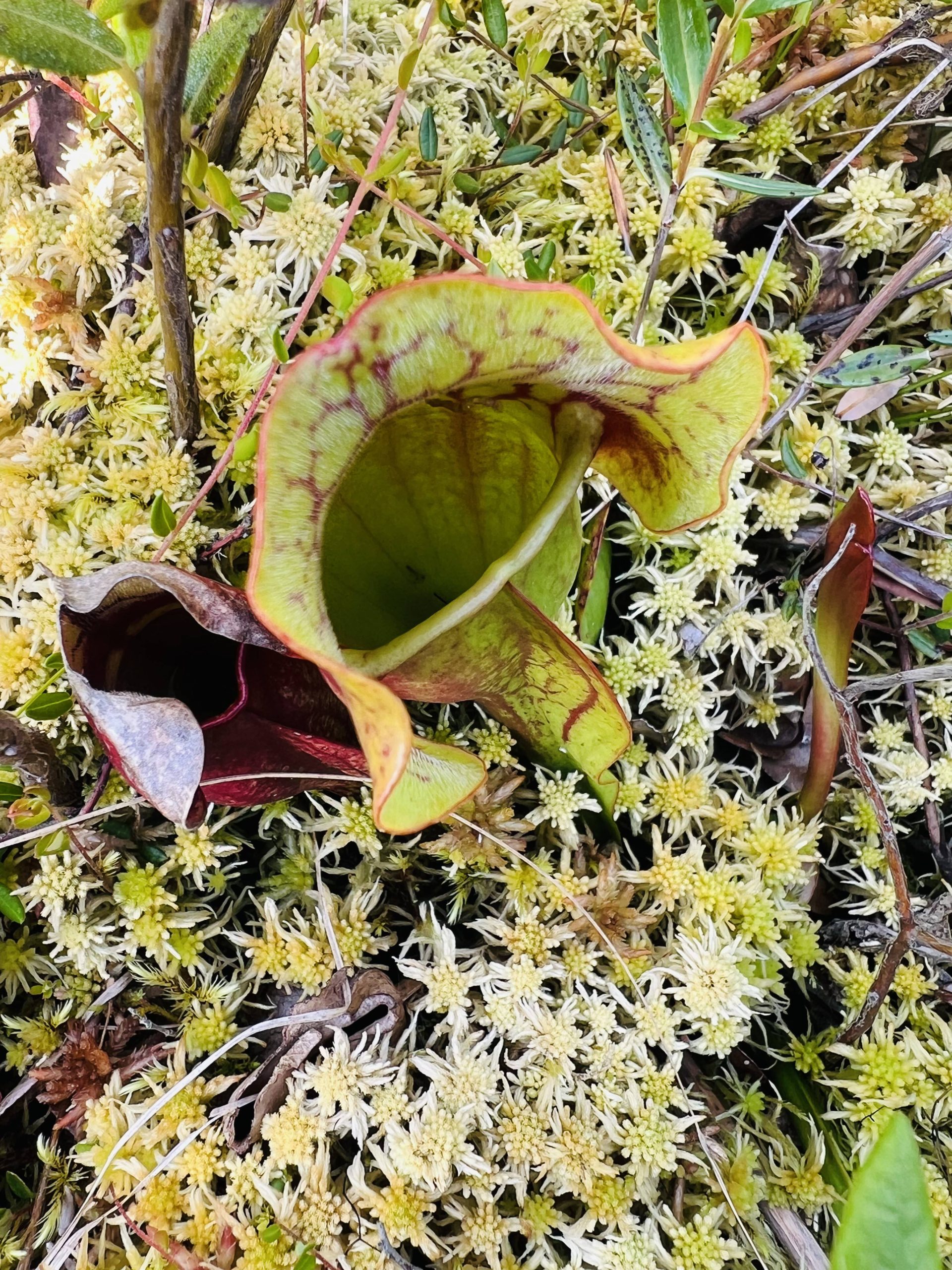 pitcher plants on Raspberry  Island