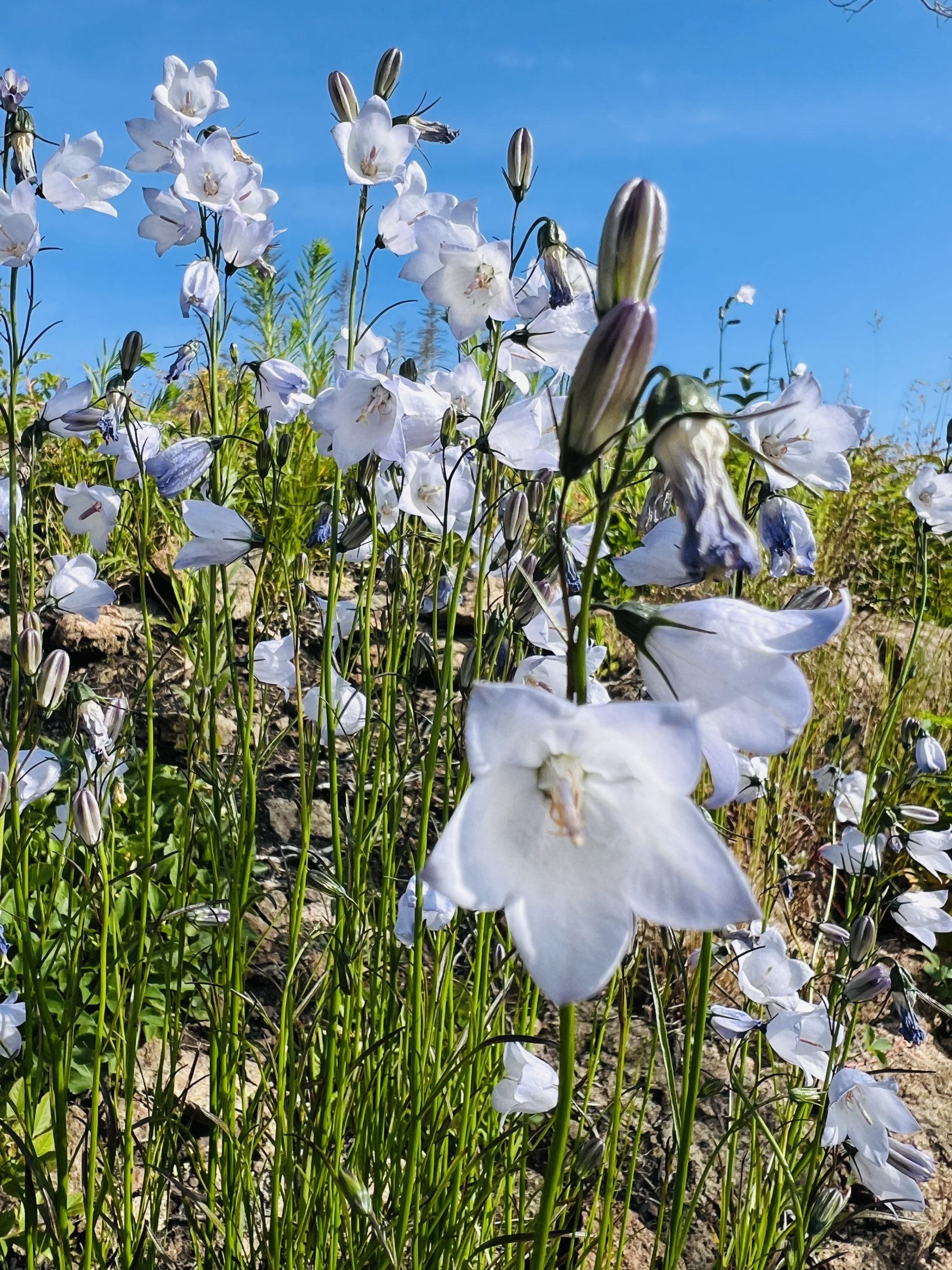 Wildflowers at Lookout Louise