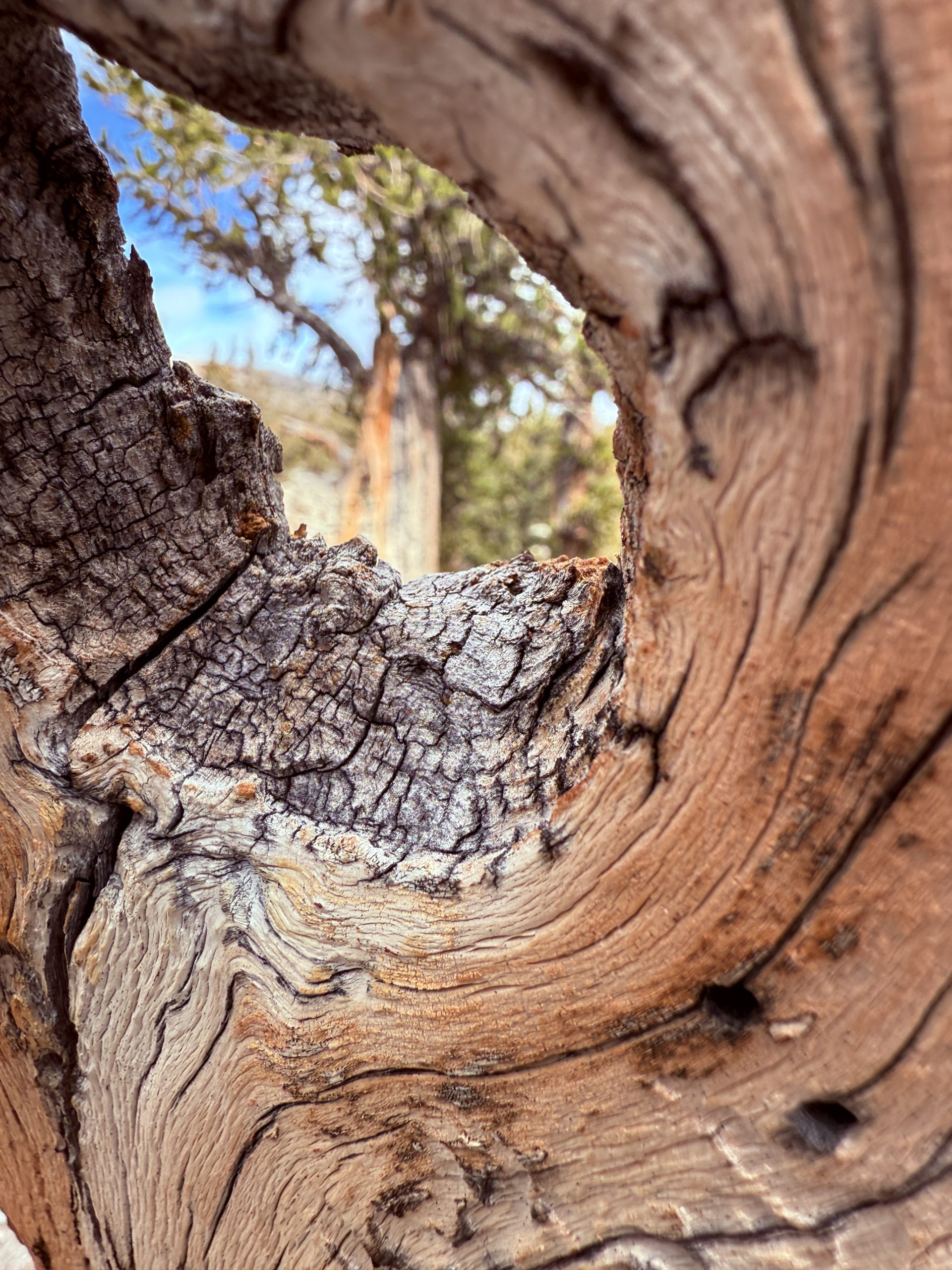 Bristlecone pine in Great Basin National Park